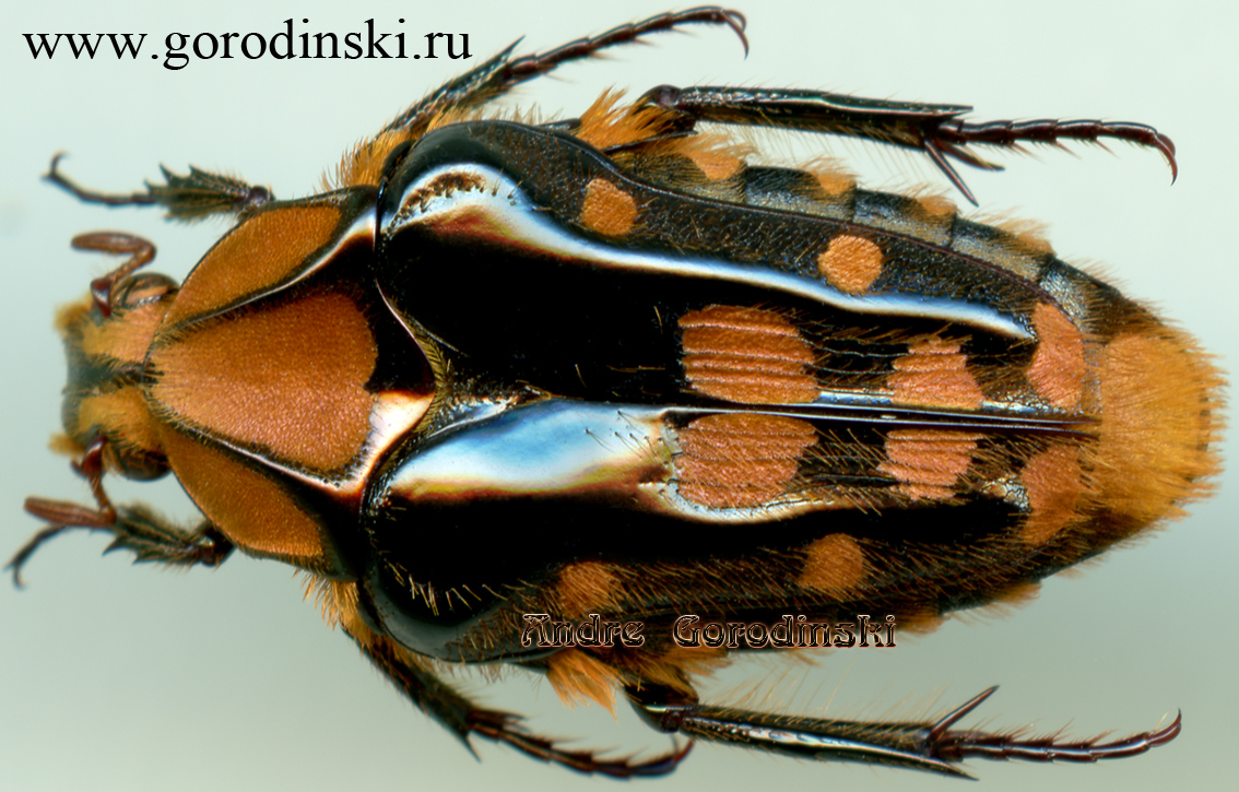 http://www.gorodinski.ru/cetoniidae/Coilodera penicillata nigroscutellaris.jpg